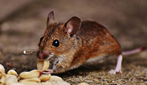 24 Hour & Emergency Exterminators in Charnita, PA